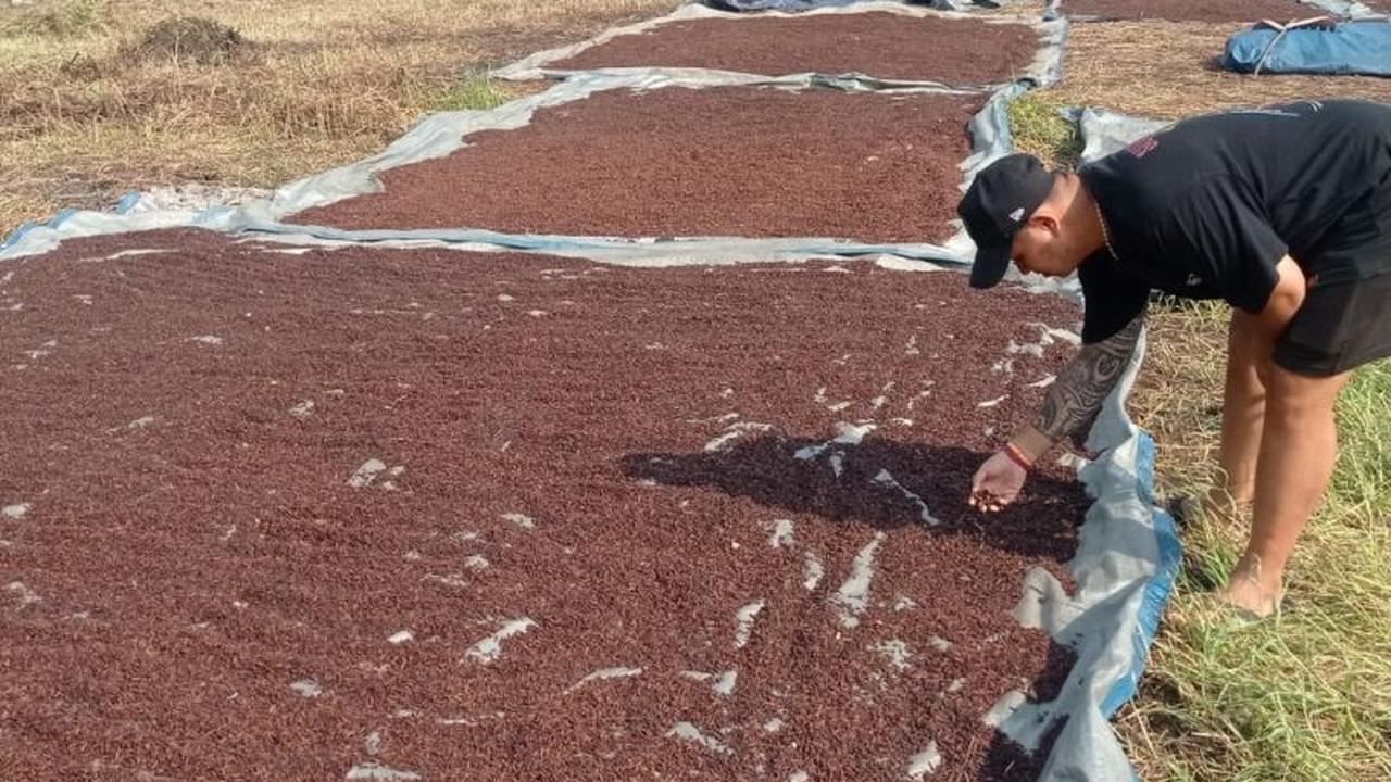 Petani Lebak Bersukacita, Harga Cengkeh Stabil Rp100 Ribu/Kg Bawa Untung Puluhan Juta!