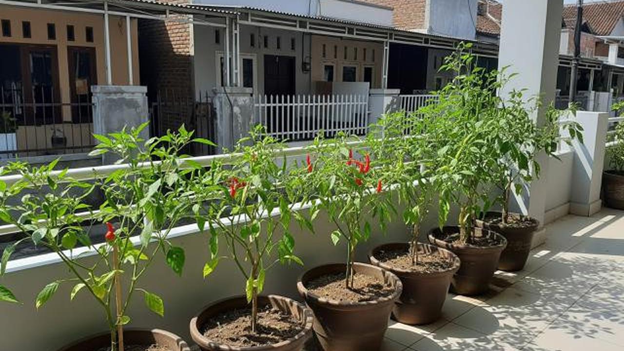 7 Ide Kebun Cabai Mini di Rumah Tanpa Halaman, Solusi Bertanam di Lahan Terbatas