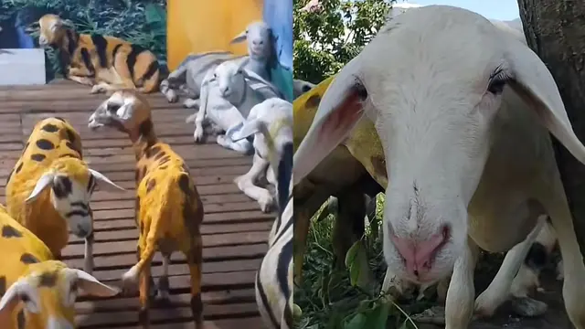 Sebuah kebun binatang yang kurang lazim di Situbondo, Jawa Timur menempatkan kambing maupun domba jadi berbagai jenis hewan.