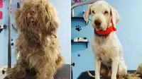 Anjing dengan bulu lebat berubah menjadi anjing lucu (kari falla)