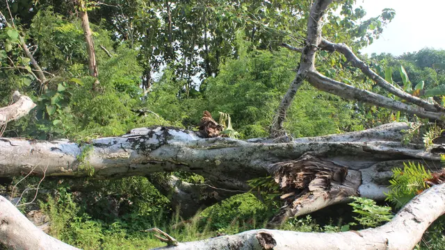 Pohon beringin yang tumbang di Dusun Ngampon