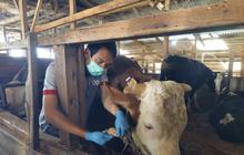 Sapi Jumbo Simental 1 Ton Asal Cisarua Bandung Dibeli Presiden Prabowo Seharga Rp110 Juta