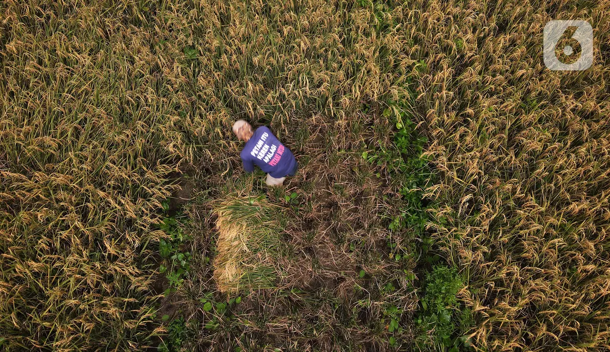Pandangan udara saat petani memanen padi dari Sawah Abadi di kawasan Ujung Menteng, Jakarta, Rabu (23/2/2022). Lahan seluas tiga hektare di bawah Dinas Ketanganan Pangan Kelautan dan Pertanian (KPKP) DKI Jakarta tersebut mampu menghasilkan padi seberat 19,5 ton. (merdeka.com/Imam Buhori)