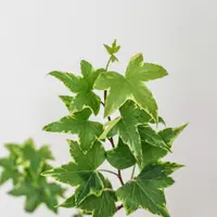 Ilustrasi Tanaman English Ivy/Photo by Claudia Pop on Unsplash