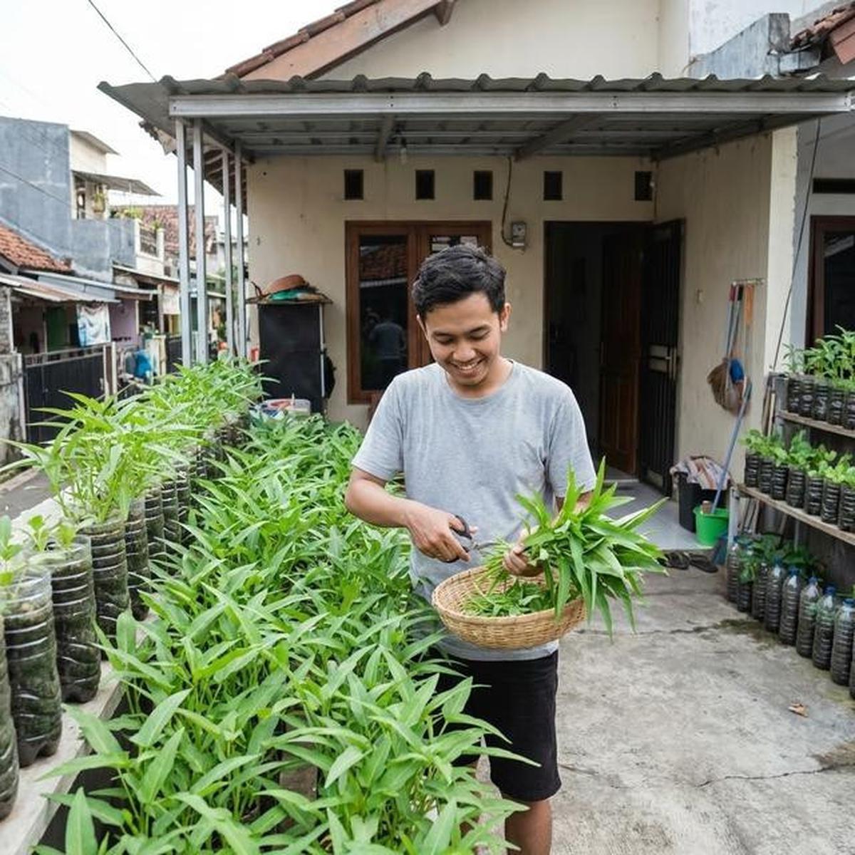 6 Tanaman Sayur yang Cocok untuk Lahan Kecil Perkotaan dan Minim Sinar Matahari