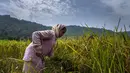 Seorang wanita suku Karbi memanen padi di ladang di pinggiran Gauhati, India, Senin (23/5/2022). Suku Karbi adalah salah satu komunitas etnis utama di India Timur Laut yang sebagian besar terkonsentrasi di distrik perbukitan Karbi Anglong di Assam. (AP Photo/Anupam Nath)