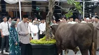 Purbaya Yudhi Sadewa Kurban 2 Sapi Swiss Berbobot 890 Kg