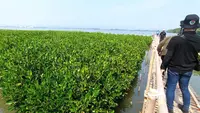 Hikayat Pohon Mangrove: Benteng Terakhir Penjaga Pesisir