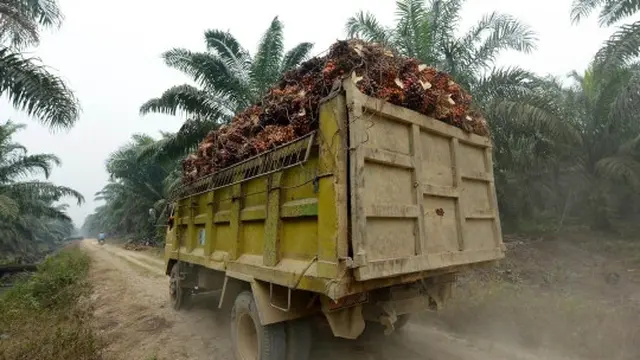 Kisah petani kelapa sawit Riau bekerja di tengah kabut asap