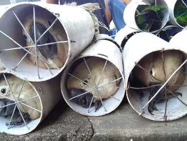 Sejumlah burung Kakatua Putih yang coba diselundupkan dimasukan ke dalam pipa drainase di Labuha, Maluku Utara (16/11). Sekitar 125 burung eksotis di masukkan ke dalam pipa saat akan diselundupkan. (Handout/Wildlife Conservation Society/AFP)