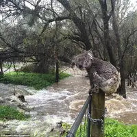 Koala terjebak banjir