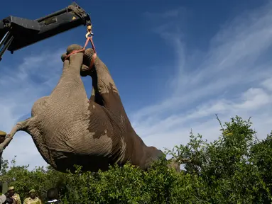 Petugas Kenya Wildlife Service (KWS) mengangkat gajah menggunakan crane di Lamuria, Nyeri, Kenya, Rabu (21/2). Pejabat Kenya menyatakan merelokasi 30 gajah dari Solio, Sangare, dan Lewa ke utara Taman Nasional Tsavo di Ithumba. (AFP PHOTO/SIMON MAINA)