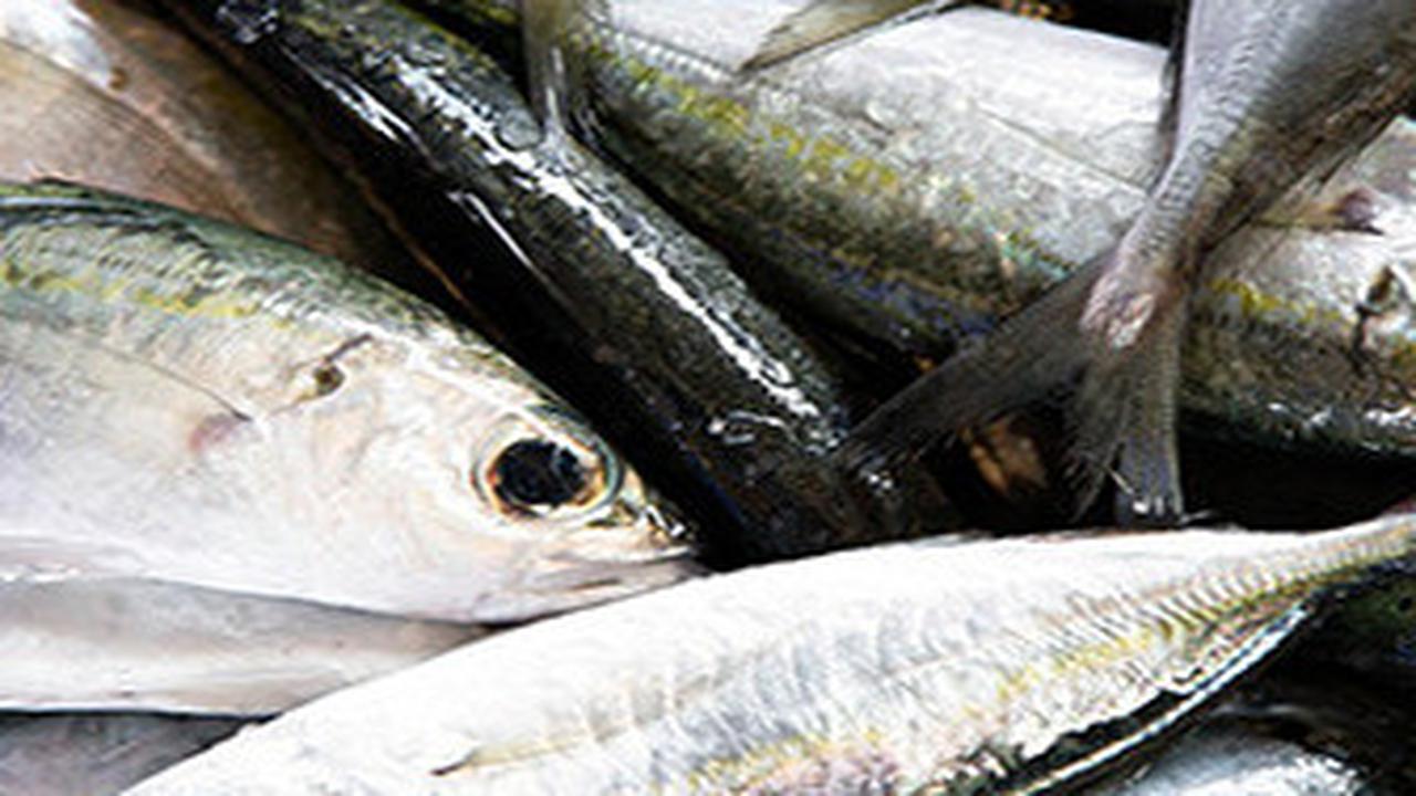 Ilustrasi ikan tuna