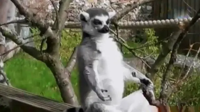 Polisi mengambil sampel urine pengemudi mobil fortuner maut hingga seekor lemur di Inggris berjemur dengan pose yoga.
