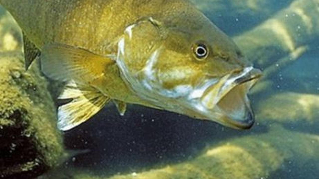 <b>Ikan Bass</b>