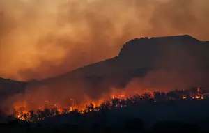 Kebakaran Hutan Tewaskan 12 Orang di Aljazair