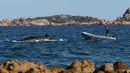 Foto pada 28 Maret 2019 menunjukkan sebuah perahu mendekati paus yang ditemukan mati terdampar di Pulau Sardinia, Italia. Kematian paus sperma yang sedang hamil ini semakin mengejutkan setelah adanya hampir 50 pon atau 22.5 kg sampah plastik di perutnya. (SEAME Sardinia Onlus via AP)