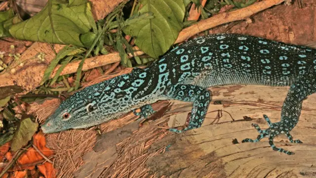 Biawak Pohon Tutul Biru/Varanus Macraei/Foto: inaturalist