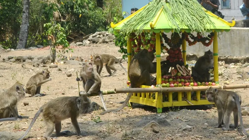 Rewanda Bojana, tradisi memberi makan ratusan ekor monyet di kompleks Mesjid Saka Tunggal, Cikakak, Wangon, Banyumas. (Foto: Liputan6.com/Muhamad Ridlo)