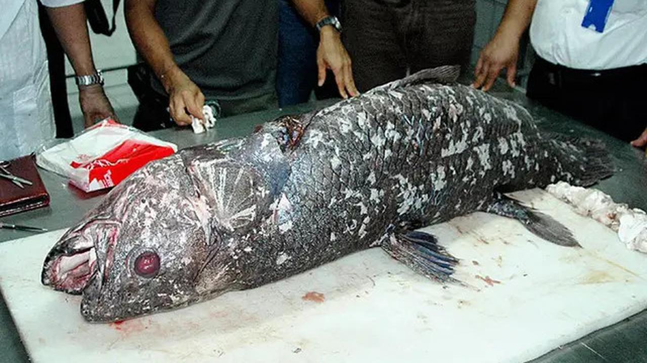 Mengenal Coelacanth, Ikan Purba Langka yang Masih Hidup di Perairan Indonesia