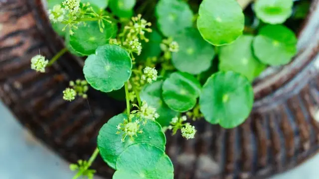 ilustrasi centella asiatica (pexels.com/女子 正真)