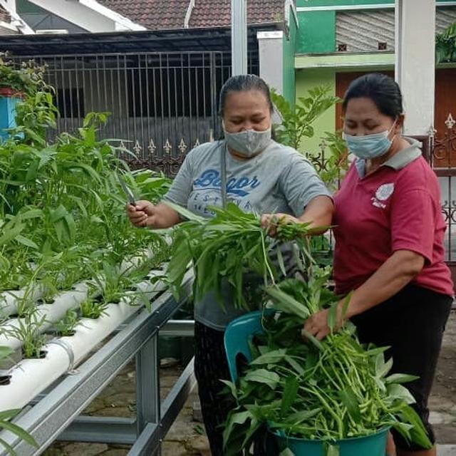 Anggota KWT Mentari saat memanen kangkung hidroponiknya.