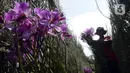 Pekerja mengumpulkan bunga anggrek Vanda Douglas usai dipetik di Kota Tangerang Selatan, Banten, Jumat (4/12/2020). Jelang Natal dan Tahun Baru pada masa pandemi COVID-19, permintaan bunga anggrek Vanda Douglas mulai meningkat. (merdeka.com/Dwi Narwoko)