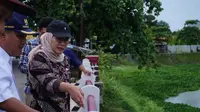 Langkah Konkret Nina Agustina Bersihkan Saluran Pembuangan Kali Maja Indramayu dari Eceng Gondok