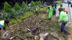Sejumlah petugas membersihkan batang pohon yang tumbang di jalan Jenderal Sudirman, Jakarta, Senin (1/2). Pohon tumbang yang terjadi saat hujan deras mengakibatkan kemacetan panjang dikawasan tersebut. (Liputan6.com/Helmi Afandi)