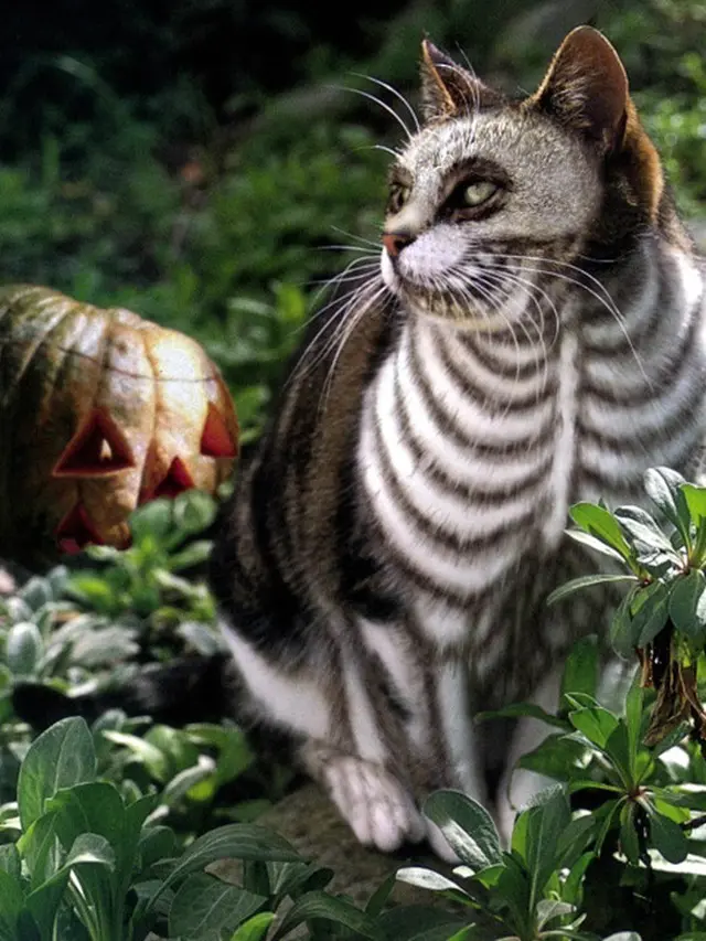 8 Potret Lucu Kucing Ikut Rayakan Halloween, Bisa Tampil Seram