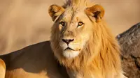 Cara Mengalahkan Zodiak Leo, Strategi Menaklukkan Ego dan Dominasi Si Singa