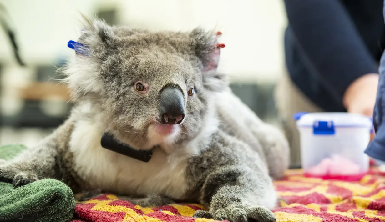 Seekor koala betina menjalani pemeriksaan kesehatan di Melbourne, 6 Desember 2020. Setelah berbulan-bulan menjalani perawatan dan pemulihan, sejumlah koala yang terluka akibat kebakaran hutan besar di Australia pada musim panas lalu akhirnya kembali ke alam liar. (Xinhua/Kebun Binatang Victoria)