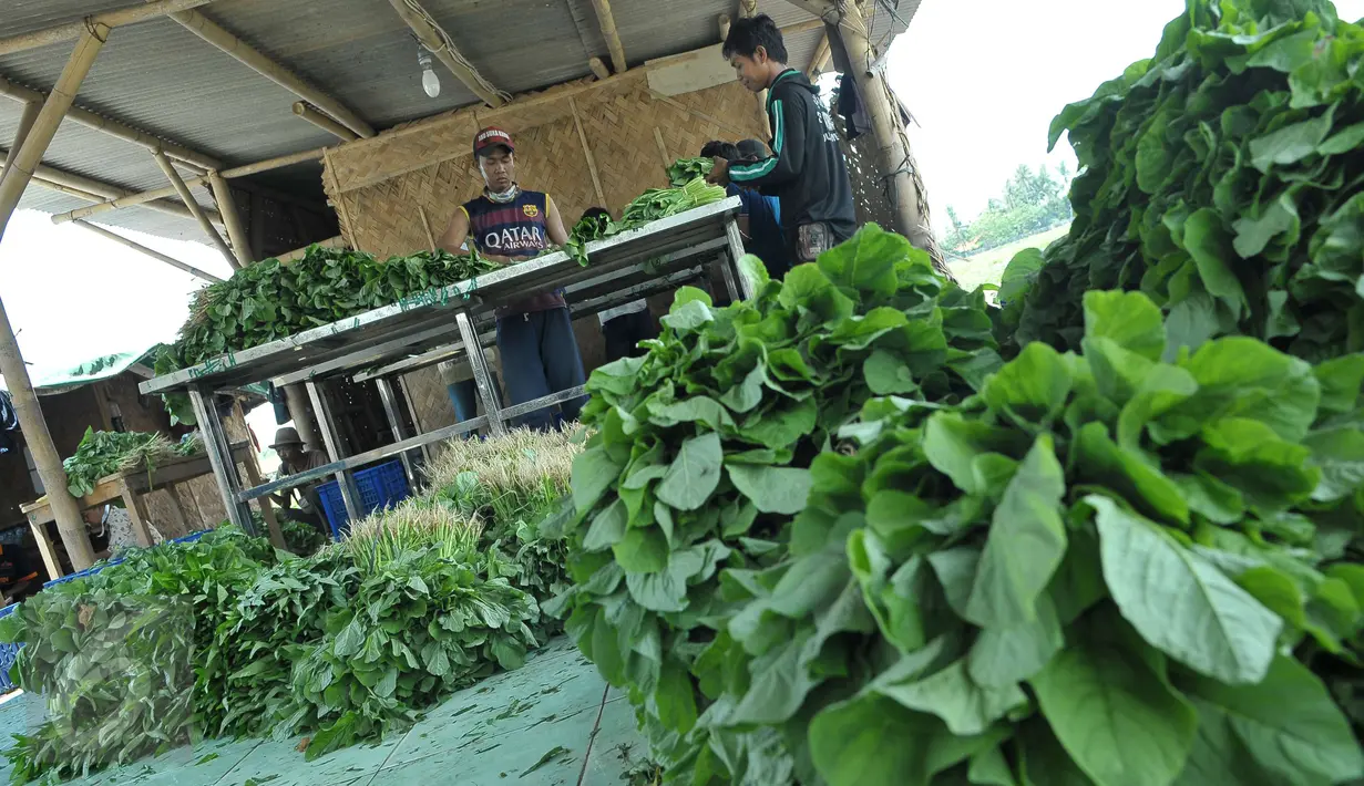 Sejumlah pentani mengolah hasil panen sayuran jenis Caisim di Teluk Naga, Kabupaten Tangerang, Kamis (20/4). Hasil bertani tersebut biasanya dijual keseluruhan wilayah Tangerang, Jakarta dan pasar swalayan. (Liputan6.com/Helmi Afandi)