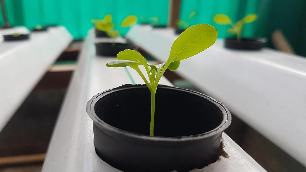 8 Tanaman Sayur Mudah Ditanam dan Memberi Hasil Melimpah, Jadi Menguntungkan