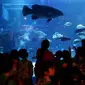 Ikan kerapu giant grouper di Jakarta Aquarium. (Liputan6.com/Johan Tallo)