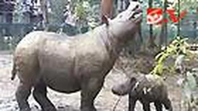 Badak Sumatra Hasil Penangkaran Lahir