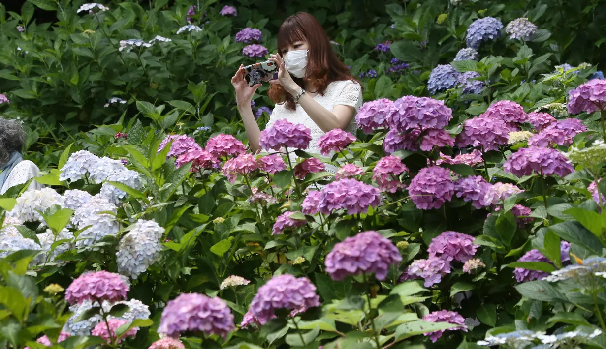 Pengunjung dengan mengenakan masker mengambil gambar bunga hydrangea yang mekar penuh di kuil Hasedera di Kamakura, dekat Tokyo pada Senin (15/6/2020). Karena ada banyak bunga hydrangea yang mekar di sini, kuil ini pun dijuluki sebagai kuil hydrangea. (AP Photo/Koji Sasahara)