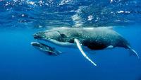 Blue Whales Silent: Caused by Food Crisis and Noise Pollution?