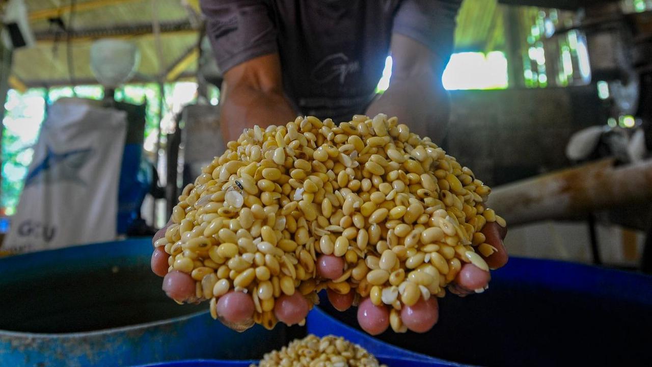 Perajin menunjukkan kedelai impor yang menjadi bahan untuk produksi tahu di kawasan Pasir Putih, Depok,  Jawa Barat, Kamis  (27/6/2024). Perajin tahu dan tempe menjerit akibat mahalnya harga kedelai di tengah kenaikan harga dolar Amerika Serikat. Foto: M