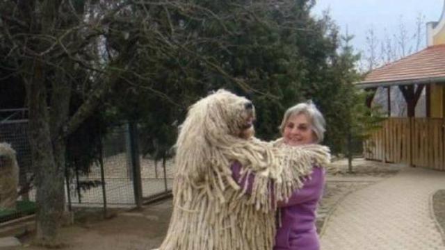 Anjing Komondor