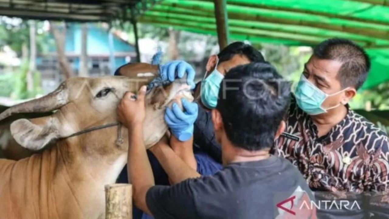 DKI Jakarta Gencarkan Edukasi Penanganan Hewan Kurban Higienis Jelang Idul Adha