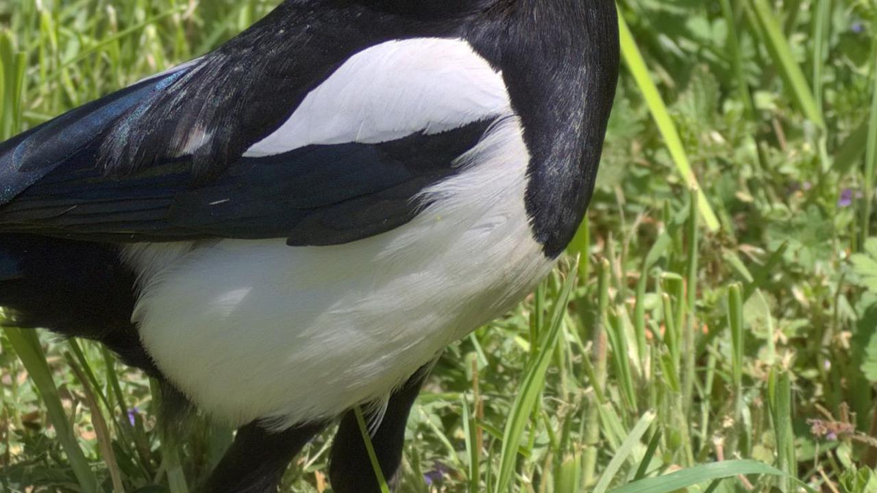 8. Burung Murai Dapat Mengenali Diri di Cermin<br>