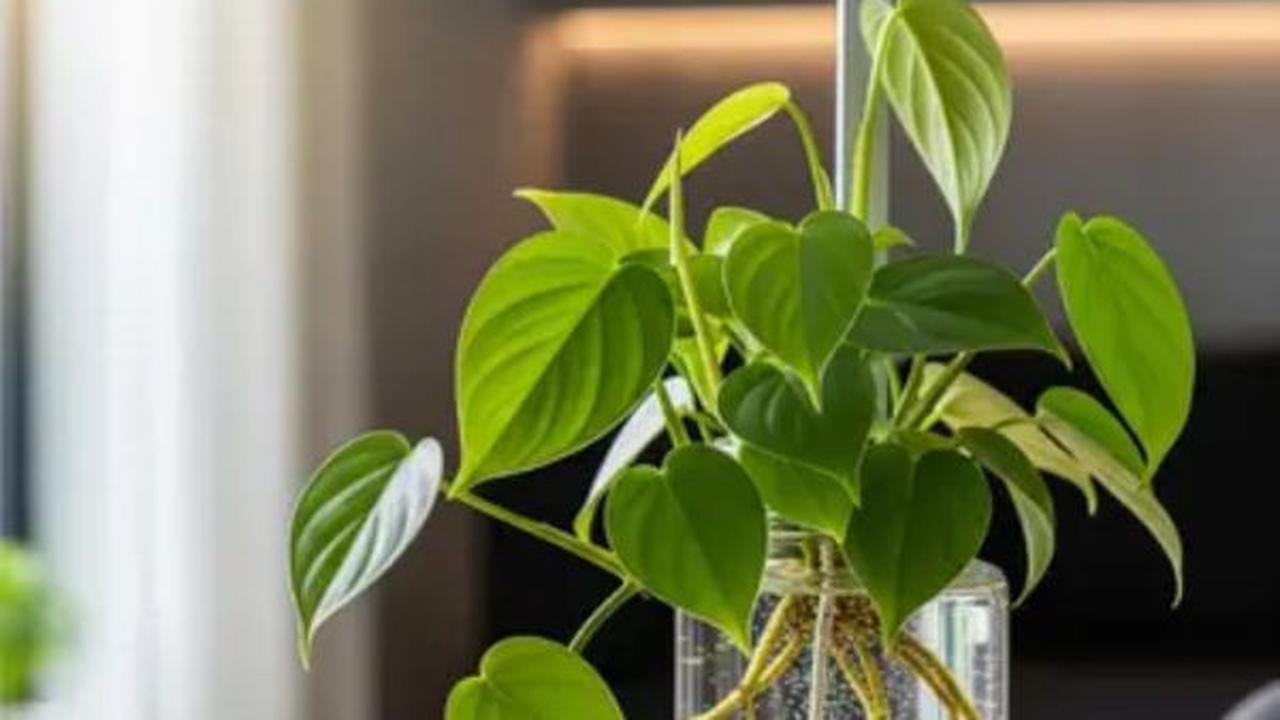 Philodendron (Heartleaf Philodendron / Philodendron hederaceum)/AI Generated