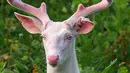 Rusa Albino sangat langka di alam liar. Hewan ini di katakan sebagai hewan hantu, dimana para pecinta rusa mempercayai bahwa hewan albino ini memiliki kemampuan sihir untuk menghilang di kegelapan malam. (www.pinterest.com)