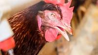 Ilustrasi - Ayam terserang flu burung atau H5N1. (Foto: Istimewa)