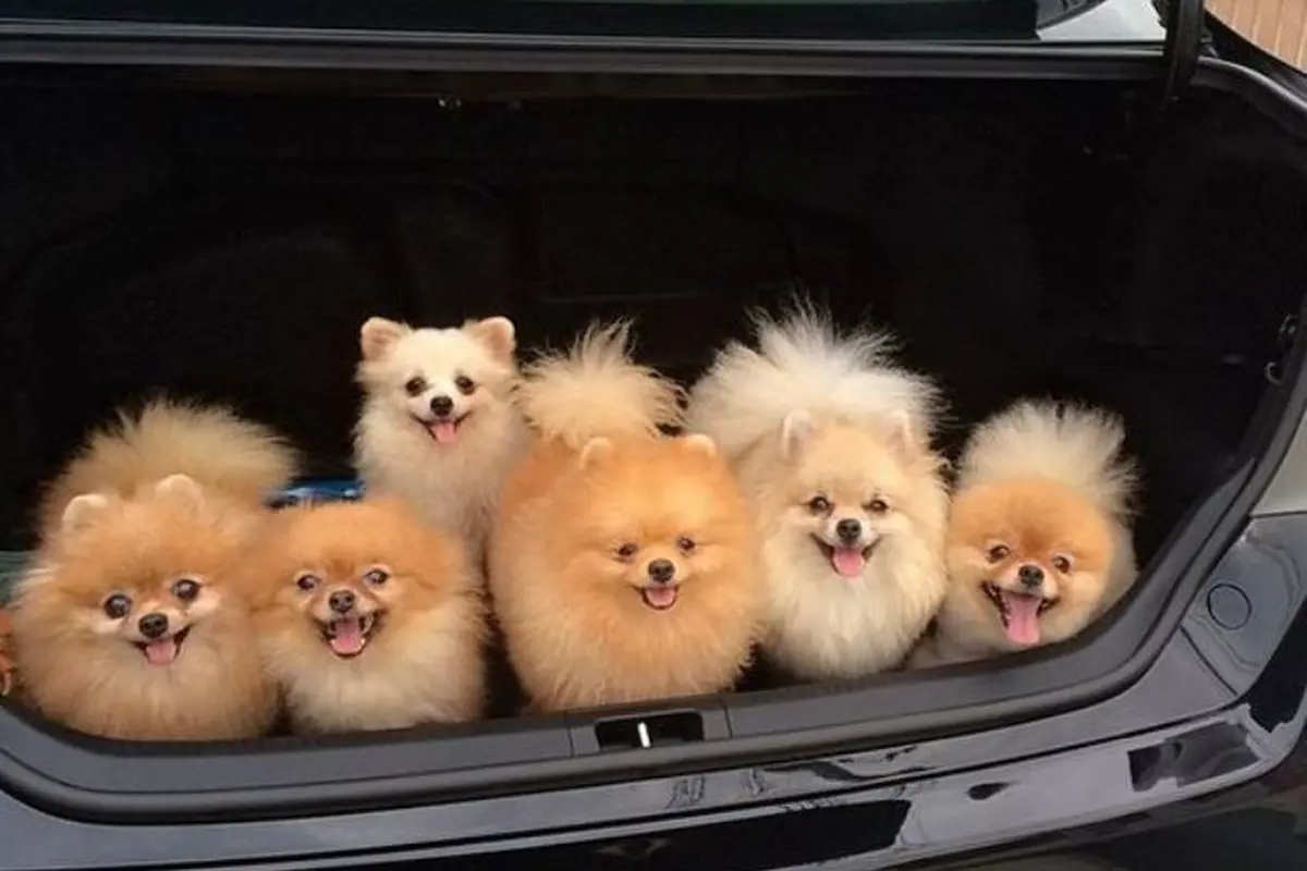 8 Anjing Ini Bikin Kamu Pengin Segera Mengadopsi dari Penampungan
