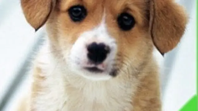 Hewan Mana yang Akan Kamu Adopsi? Pilihanmu Dapat Ungkap Keadaan Emosional
