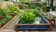 Cara Menanam Genjer di Kolam Terpal, Hemat Tempat dan Mudah Dirawat