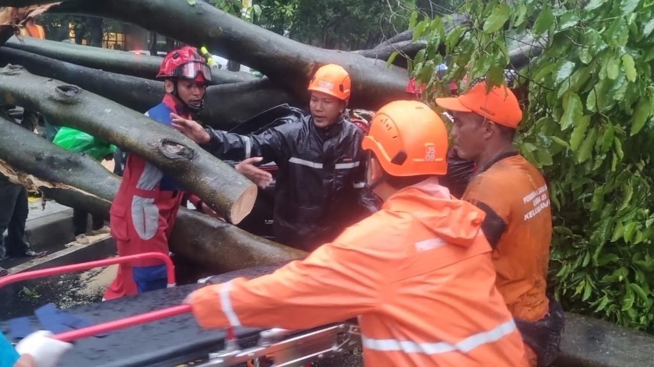 Mobil atau Rumah Tertimpa Pohon di Jakarta? Ketahui Cara Ajukan Klaim dan Jumlah Santunan dari Pemprov DKI