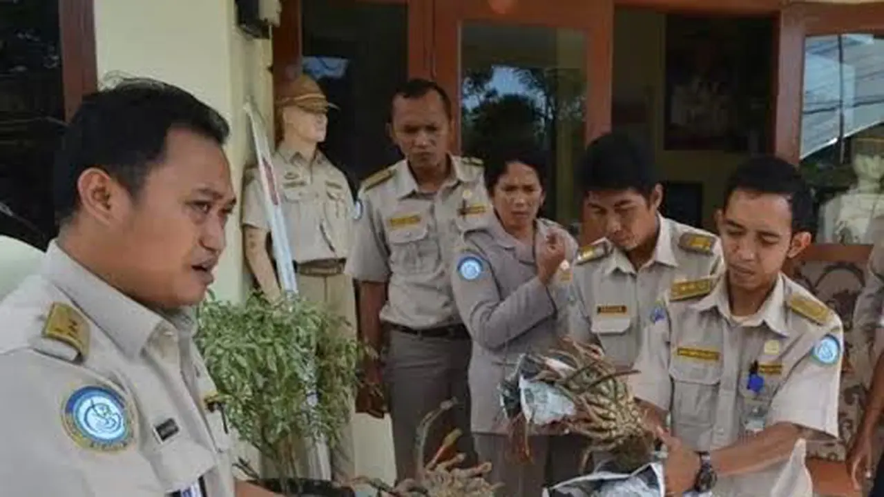 Ratusan Lobster Ilegal Diamankan dari Bandara Fatmawati Bengkulu